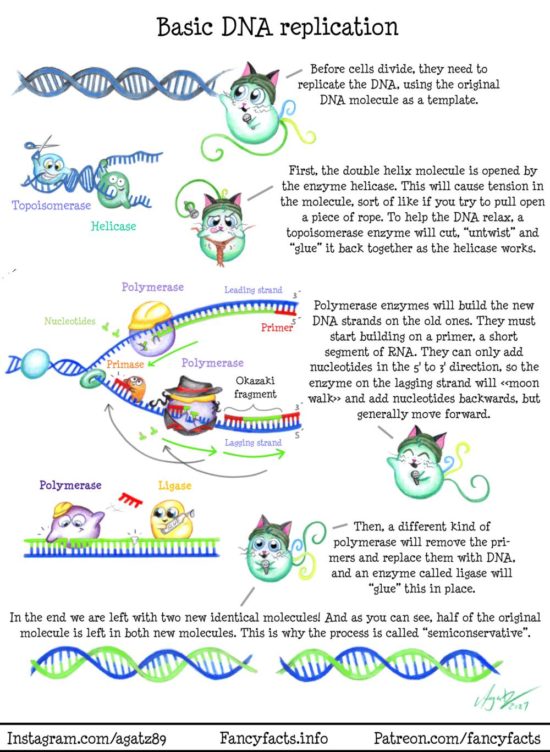 Basic DNA Replication | FancyFacts